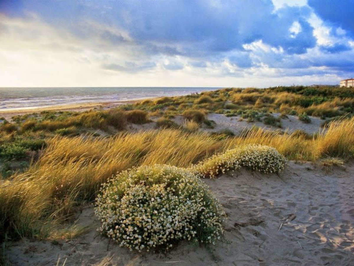 Parco delle Dune Costiere di Calambrone. Foto: Parco di San Rossore - Migliarino - Massaciuccoli Parco delle Dune Costiere di Calambrone. Foto: Parco di San Rossore - Migliarino - Massaciuccoli