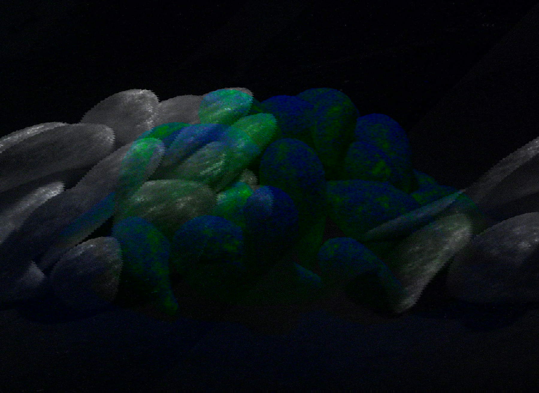 Andrea Marini, Fermento (2010; fiberglass, resin with salt, phosphorescent acrylic, Wood's lamp 90 x 140 x 140 cm) Andrea Marini, Fermento (2010; fiberglass, resin with salt, phosphorescent acrylic, Wood's lamp 90 x 140 x 140 cm)