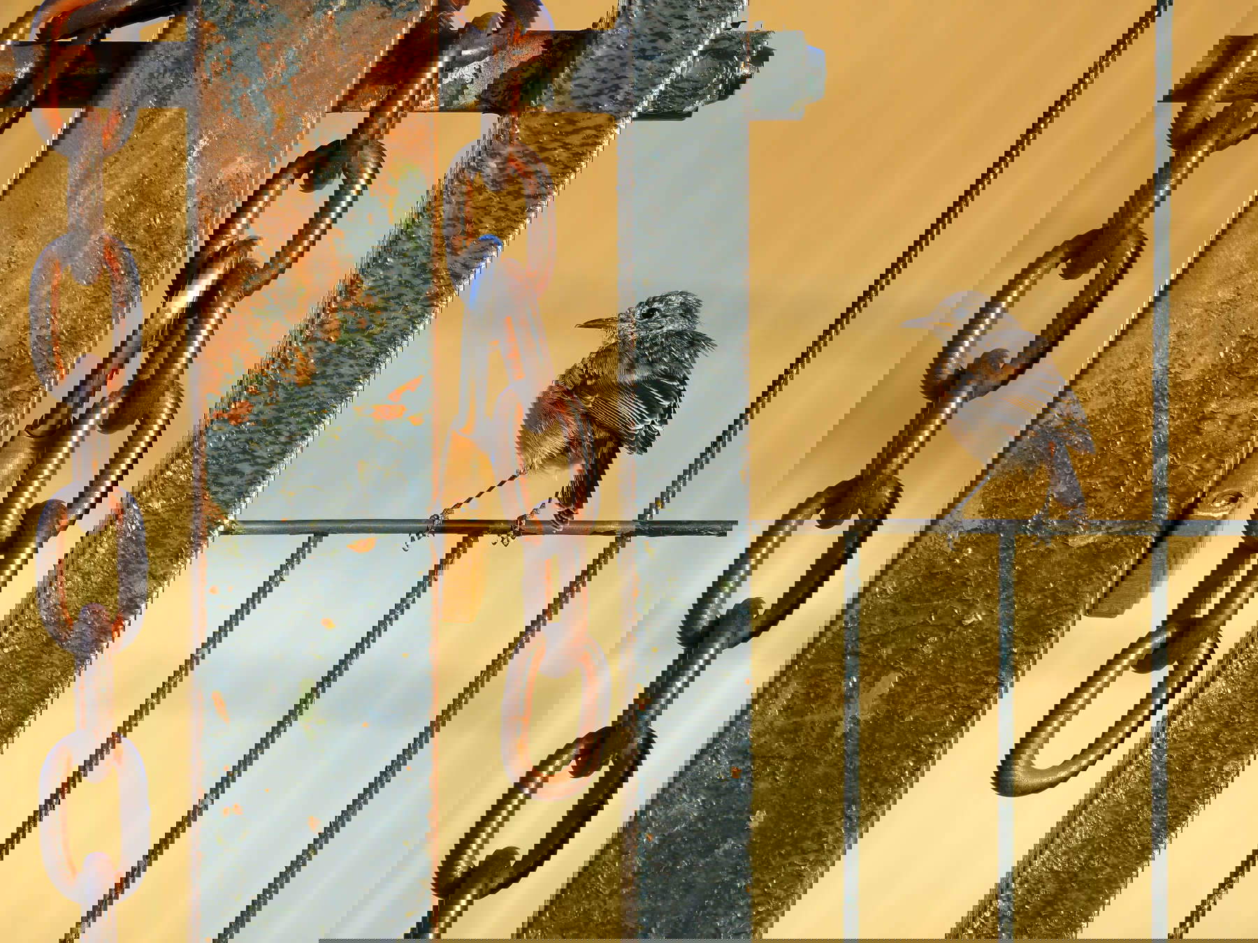 Alberto Rom&aacute;n G&oacute;mez, Spagna), Libero come un uccello, Vincitore categoria sotto i 10 anni / Wildlife Photographer of the Year