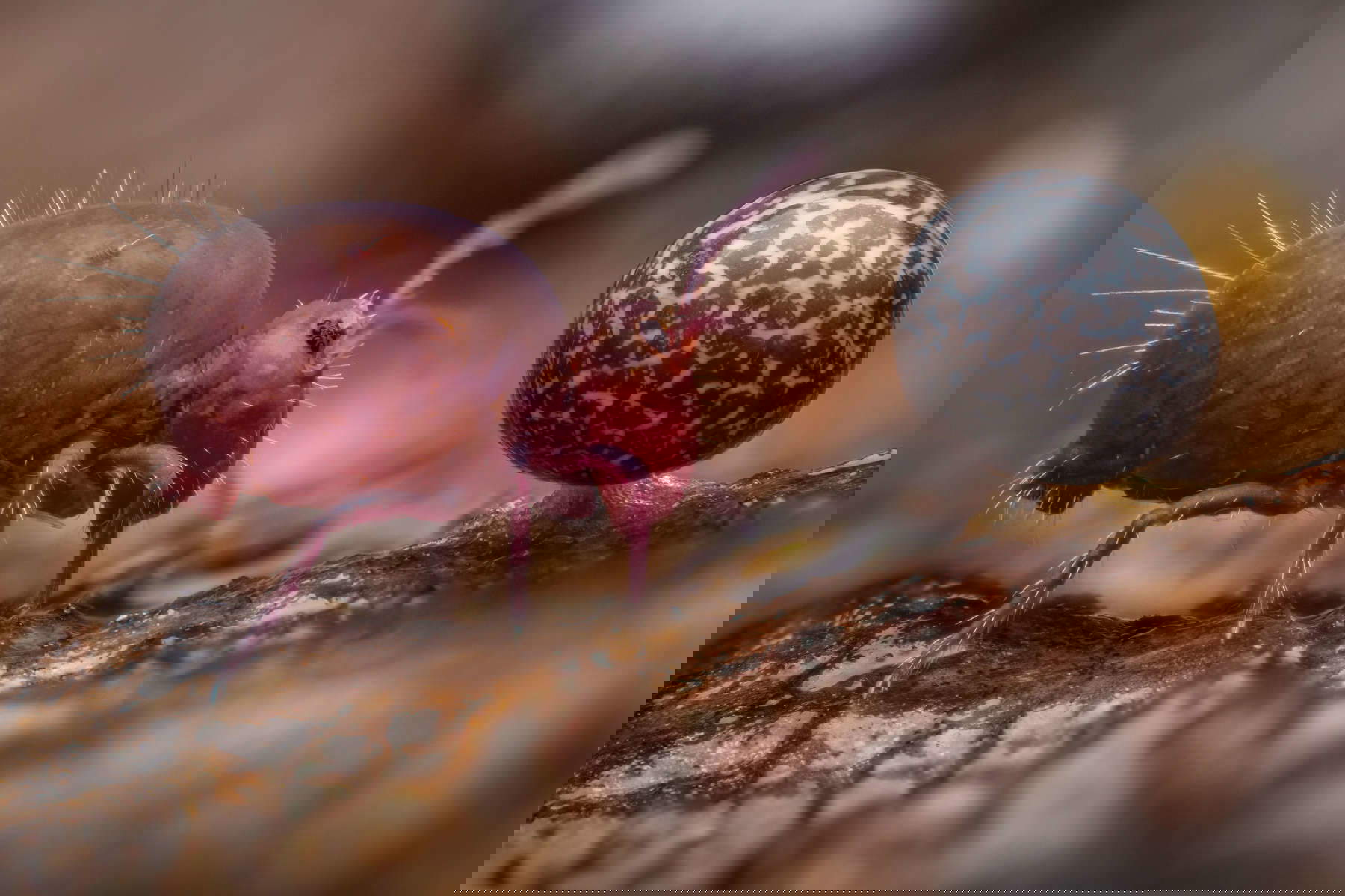 Alexis Tinker-Tsavalas (Germania), C&rsquo;&egrave; vita sotto il legno morto, Vincitore Young Wildlife Photographer of the Year 2024, Vincitore categoria 15-17 anni / Wildlife Photographer of the Year