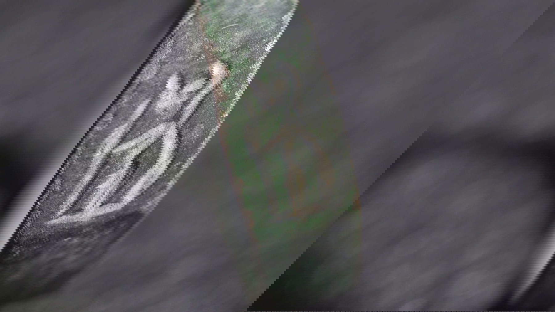 L'anello. Probabilmente raffigura la dea Minerva - Atena. Foto: Anastasia Shapiro, Autorit&agrave; israeliana per le antichit&agrave;