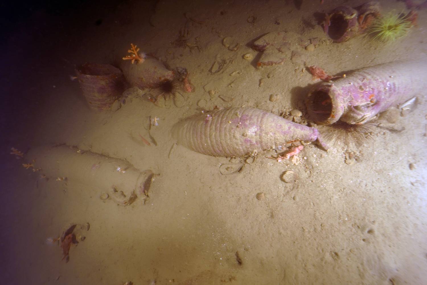 Amphores trouvées dans la réserve de Vindicari Amphores trouvées dans la réserve de Vindicari