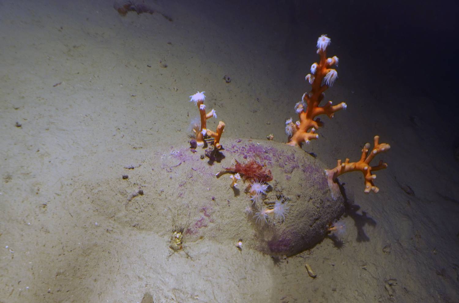 Amphores trouvées dans la réserve de Vindicari Amphores trouvées dans la réserve de Vindicari