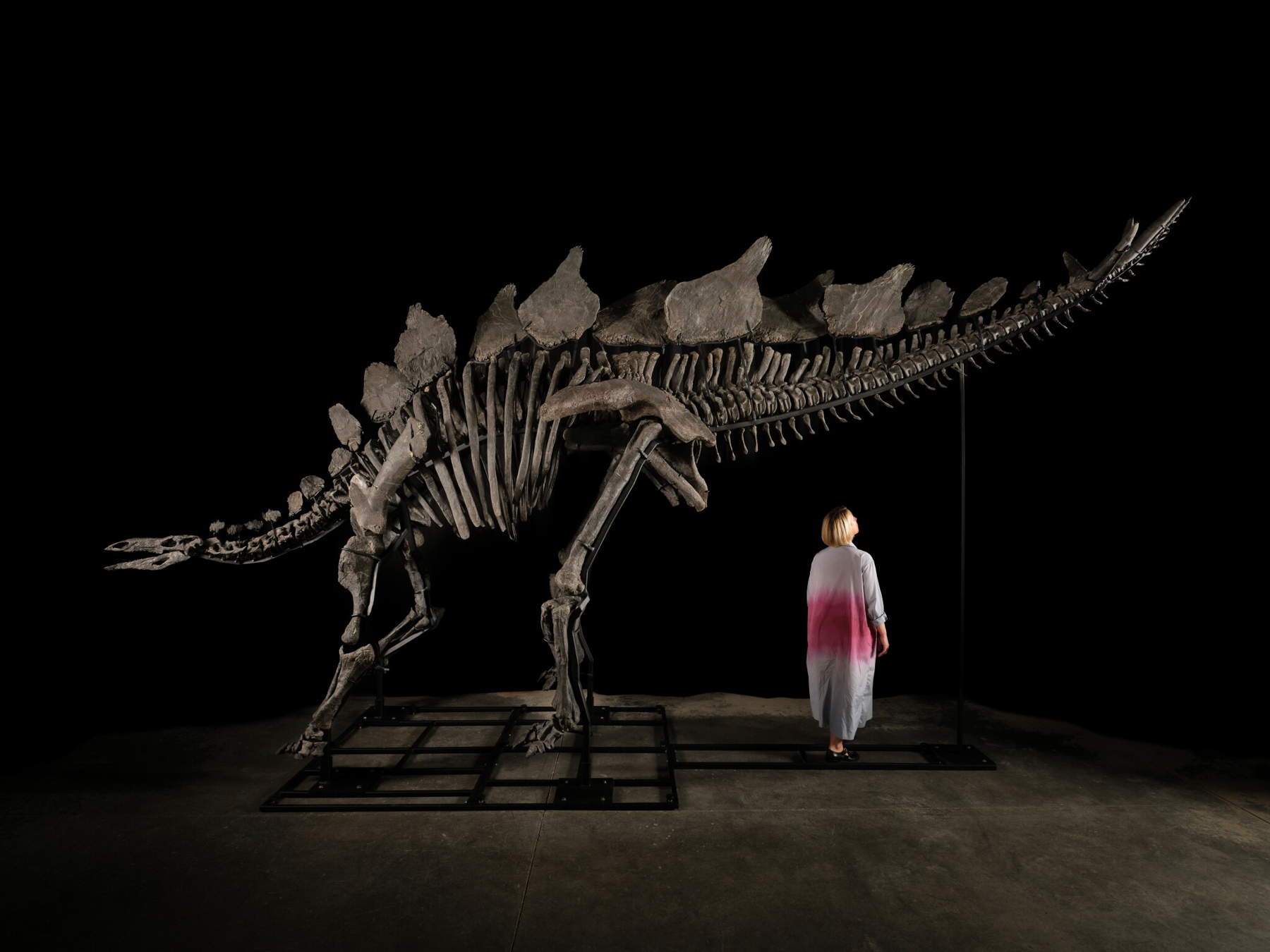 A complete stegosaurus skeleton goes up for sale at Sotheby's