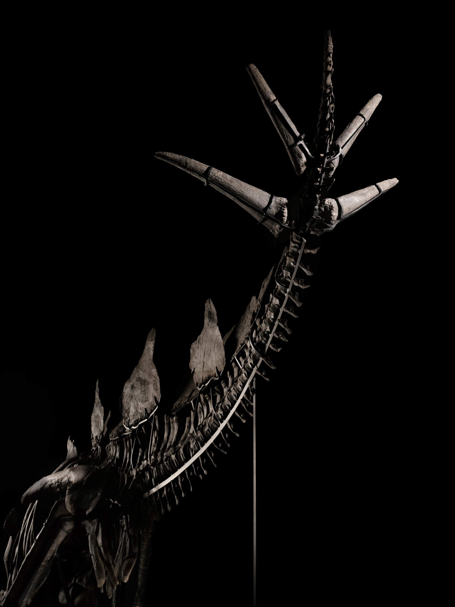 Apex, le stégosaure en vente chez Sotheby's Apex, le stégosaure en vente chez Sotheby's