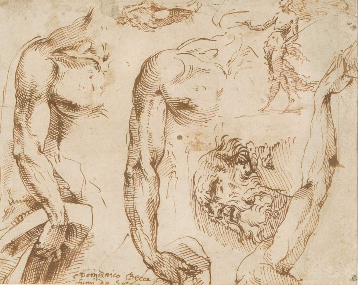 Domenico di Jacopo di Pace conocido como Beccafumi, Estudios anatómicos (pluma y tinta marrón sobre papel; 195 x 155 mm)