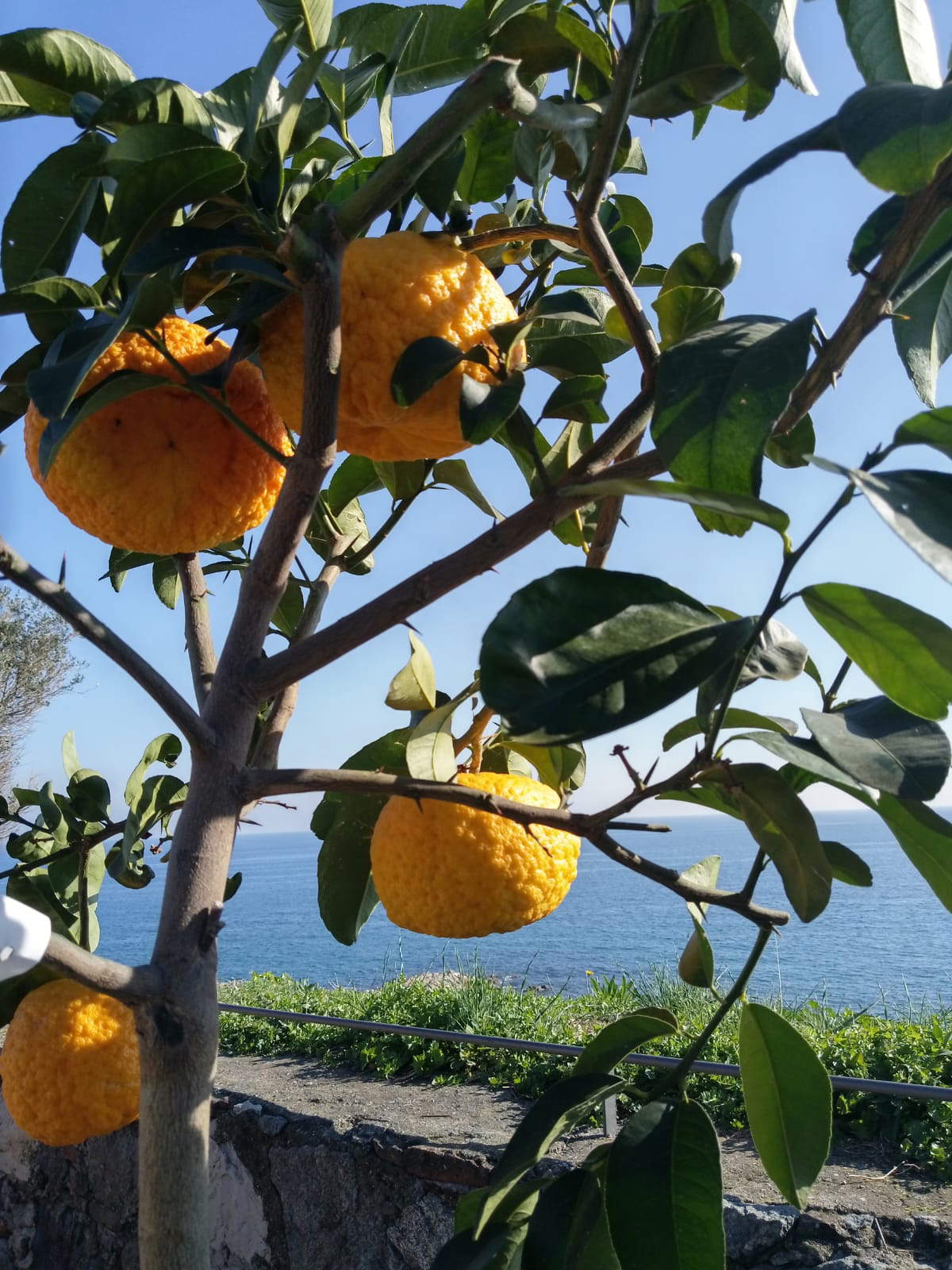 Chinotto. Foto: Stadtverwaltung von Savona Chinotto. Foto: Stadtverwaltung von Savona