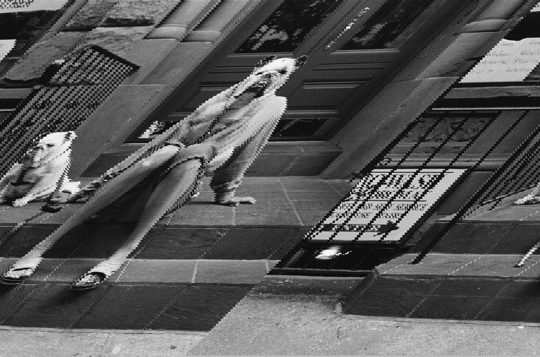 Elliott Erwitt, Nueva York, 2000 Elliott Erwitt, Nueva York, 2000