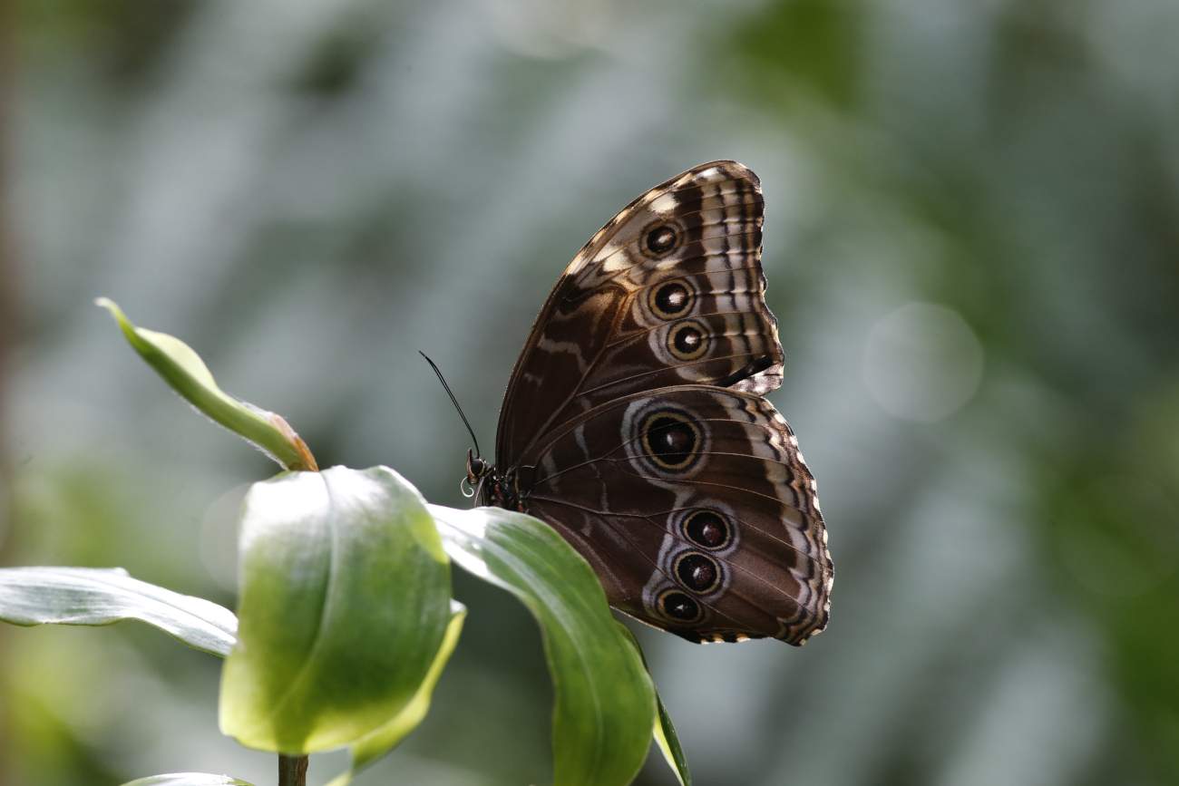 Au MUSE de Trente, la forêt de papillons abrite plus de trente espèces de papillons tropicaux.