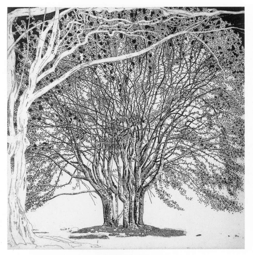 Federica Galli, The Beeches of the Hunter King (1995) Federica Galli, The Beeches of the Hunter King (1995)