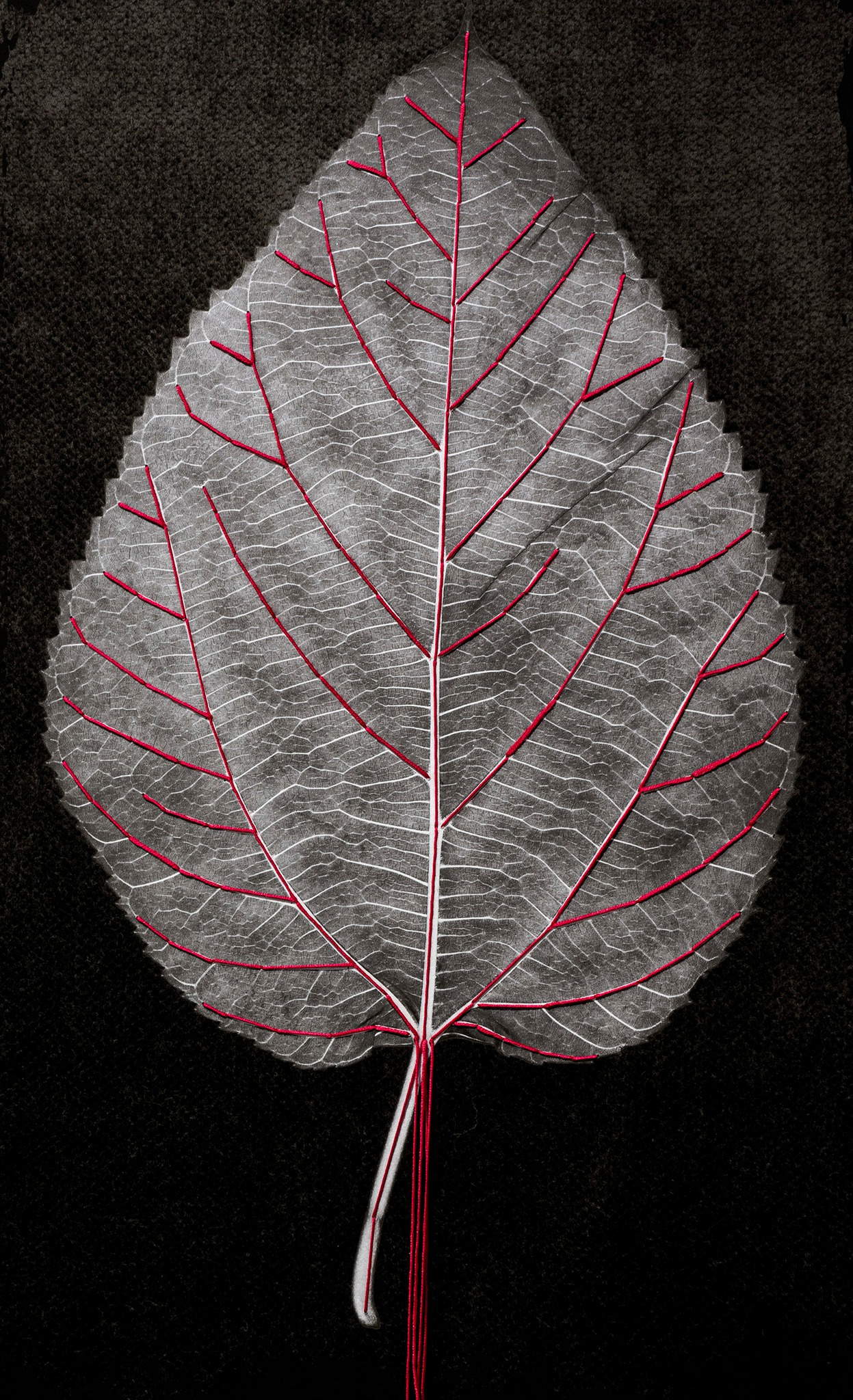 Fili di Seta. Visioni e suggestioni di Paolo Aldi. Foto di Paolo Aldi.