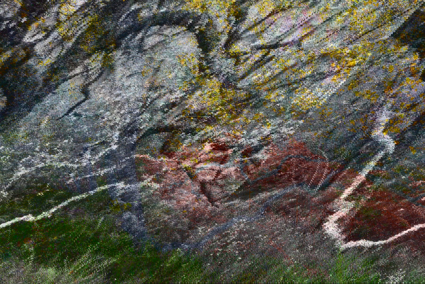 Fortunato Gatto (Italia), Il vecchio della valle, Vincitore categoria Piante e Funghi / Wildlife Photographer of the Year