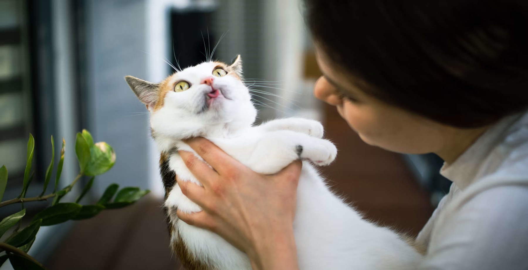 Un gran museo chino ha decidido organizar noches de gatos. Cómo funciona la Noche de los Miau