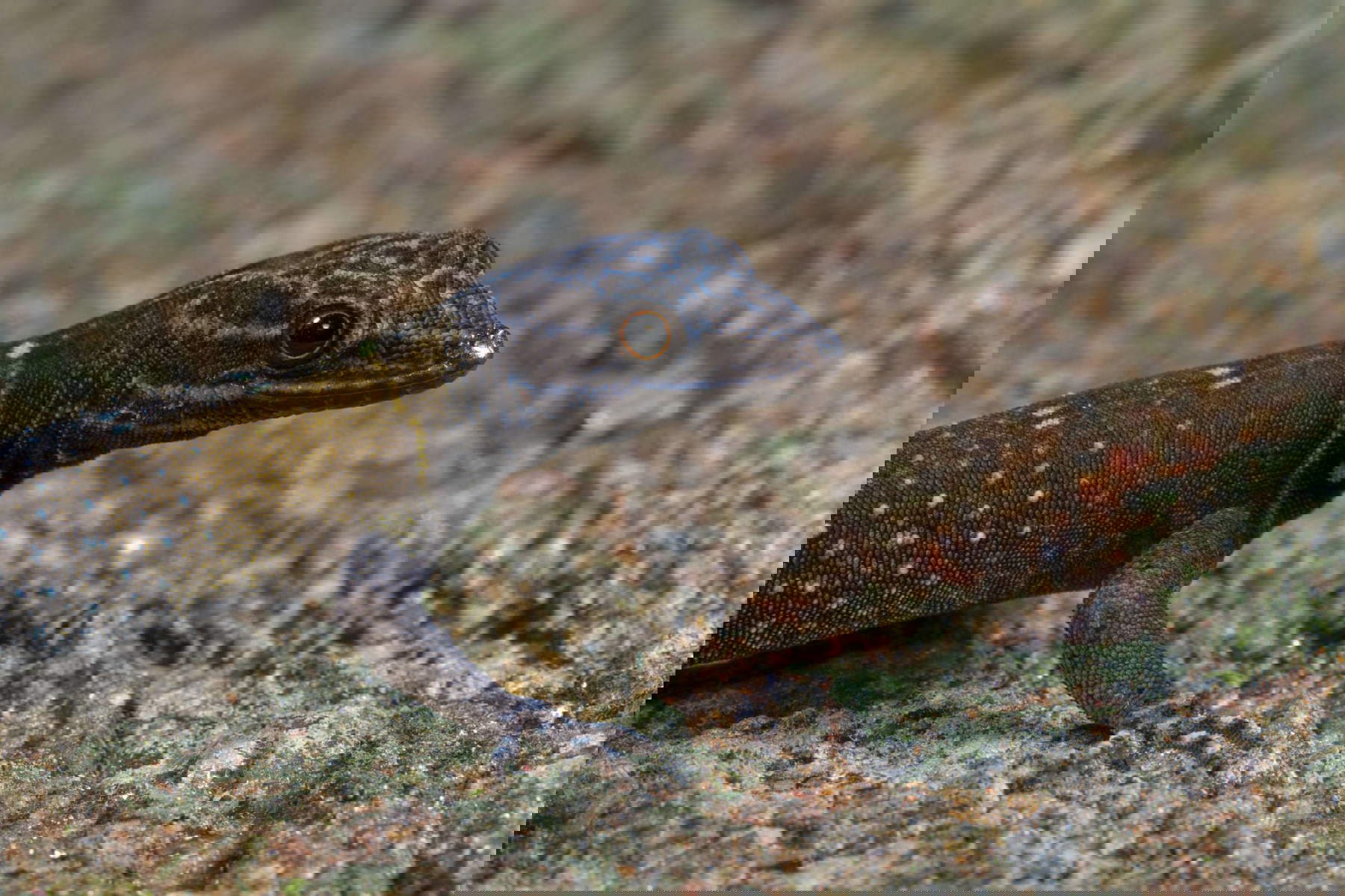 Geco nano stellato di Van Gogh (Cnemaspis vangoghi)