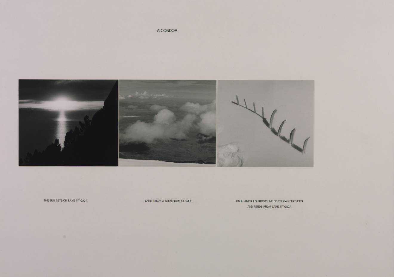 Hamish Fulton, Un cóndor (1972; Londres, Tate)