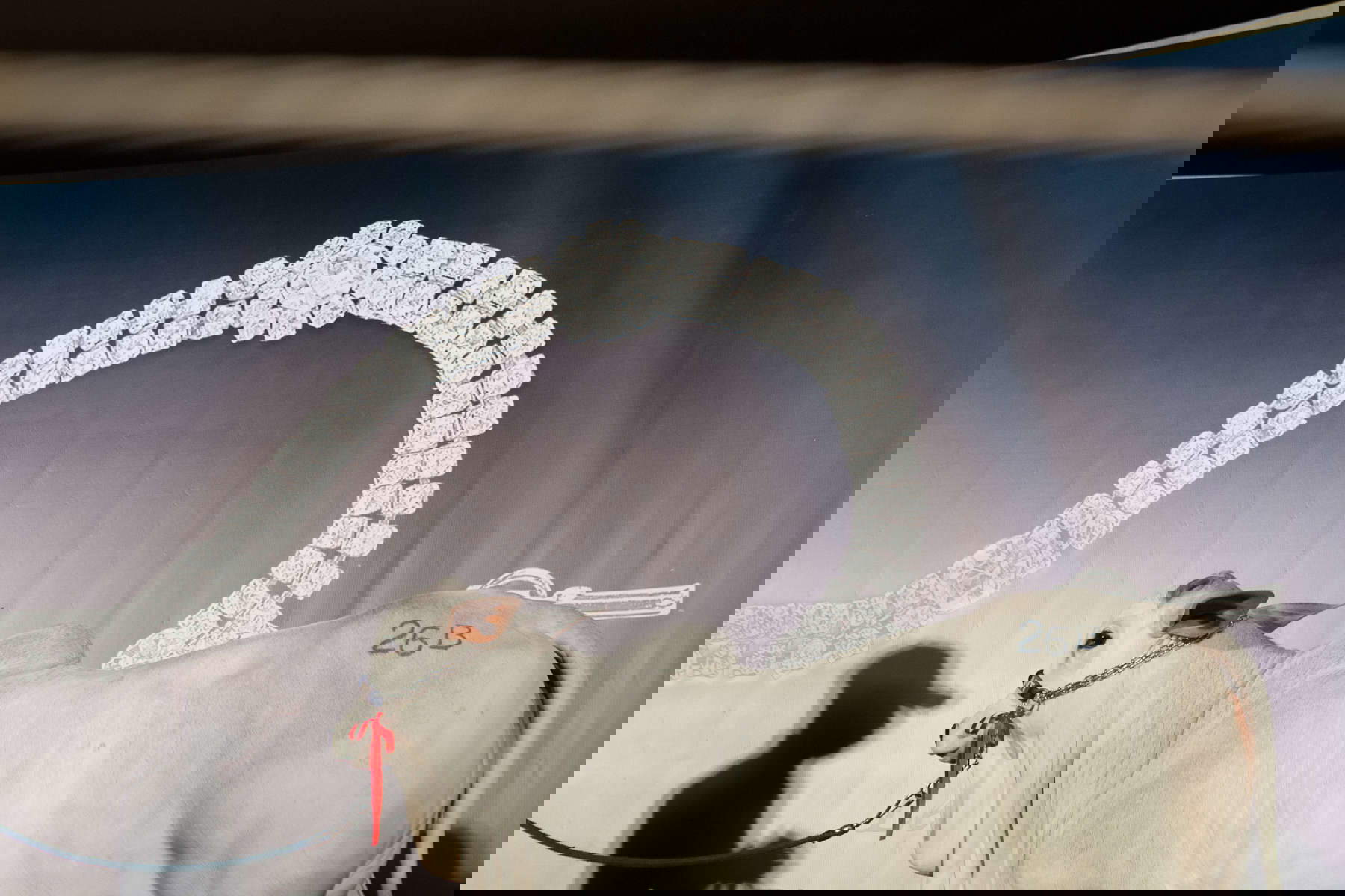 Carolina Arantes, Dalla serie Holy Cow &copy; Carolina Arantes