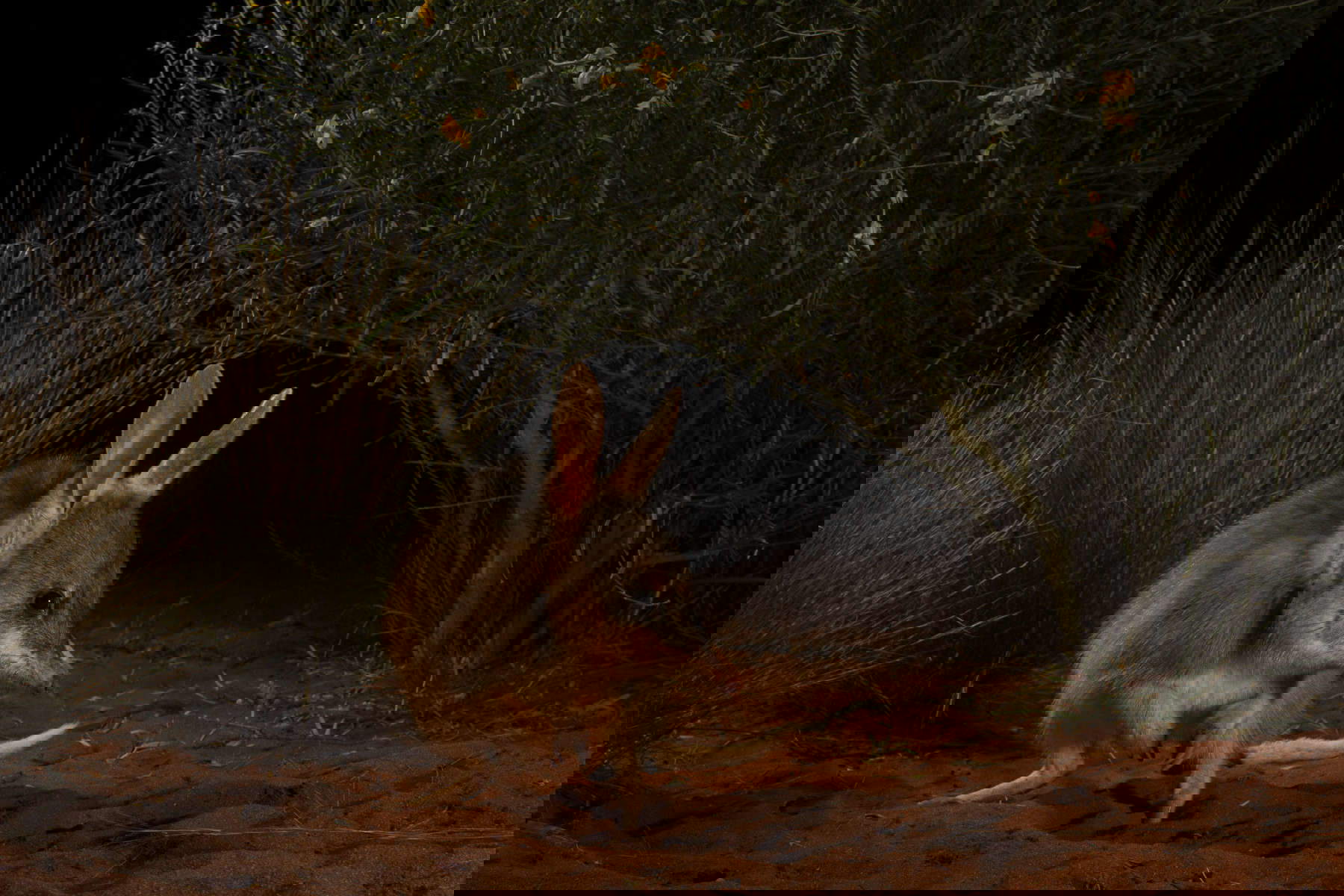 Jannico Kelk (Australia), Speranza per i Ninu, Vincitrice Impact Award, Menzione d'onore categoria Animali nel loro ambiente / Wildlife Photographer of the Year