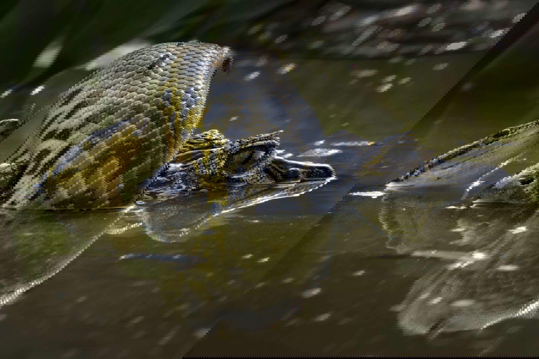 Karine Aigner (USA), Lotta nella palude, Vincitore categoria Comportamento: Anfibi e Rettili / Wildlife Photographer of the Year