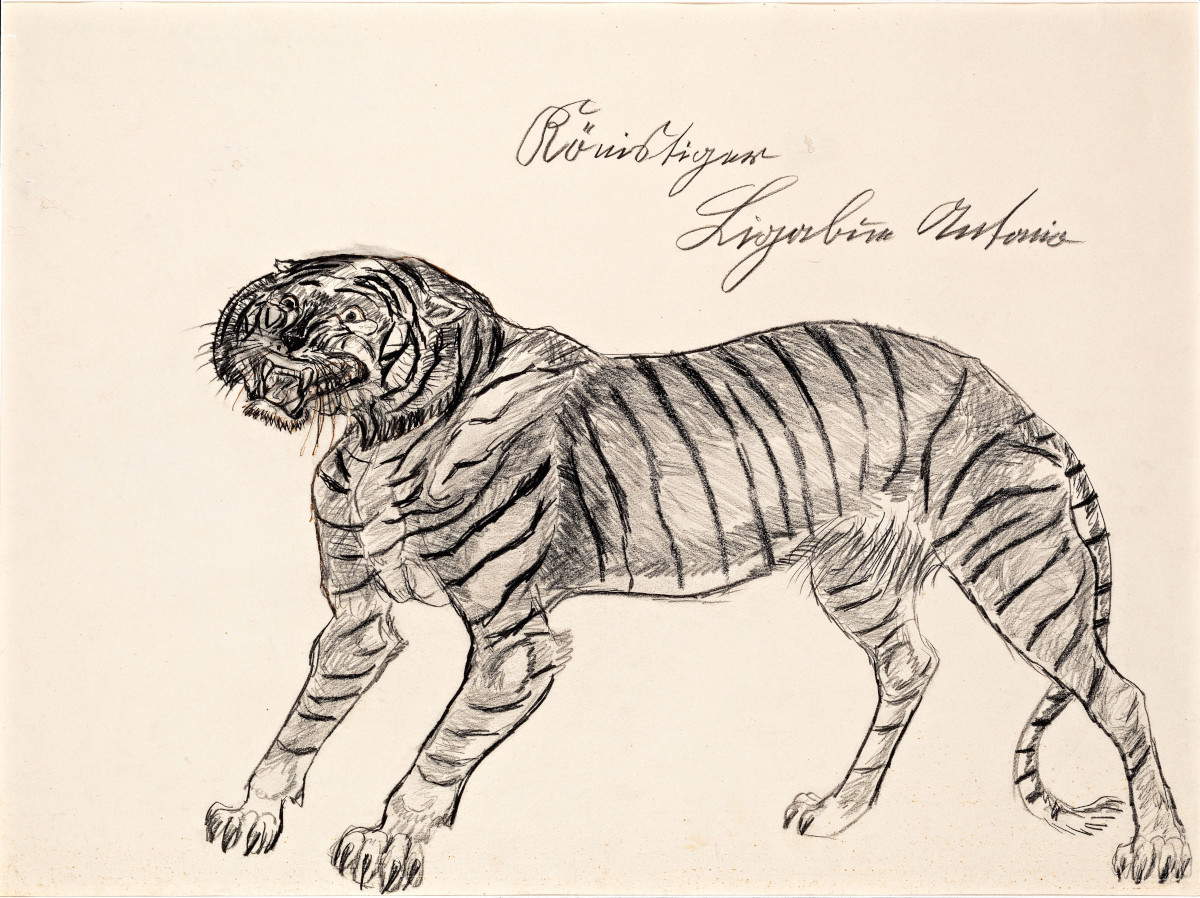 Antonio Ligabue, Tigre (1958; disegno a matita su carta, 48 x 66 cm)