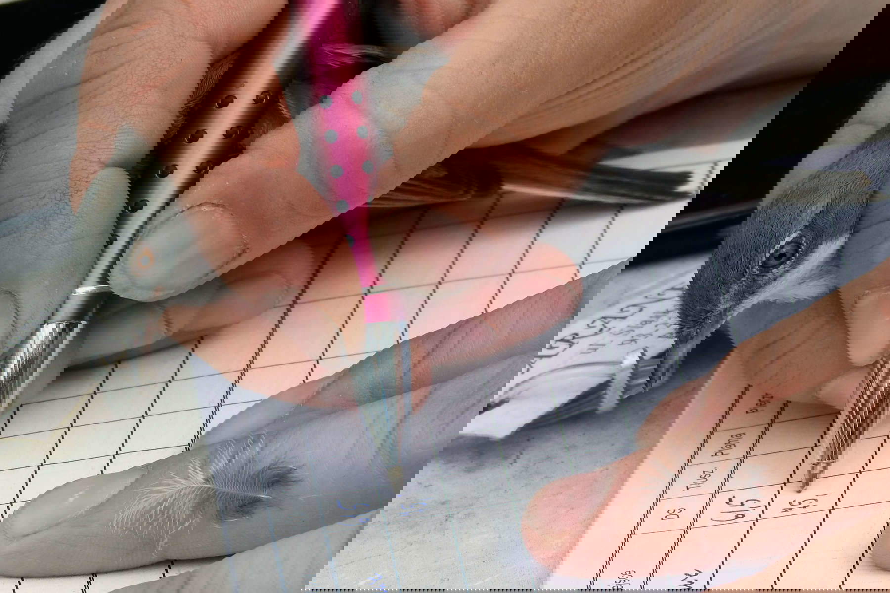 Liwia Paw&#322;owska (Polonia), Registrazione a mano, Vincitrice Impact Award Menzione d'onore categoria 11-14 anni  / Wildlife Photographer of the Year