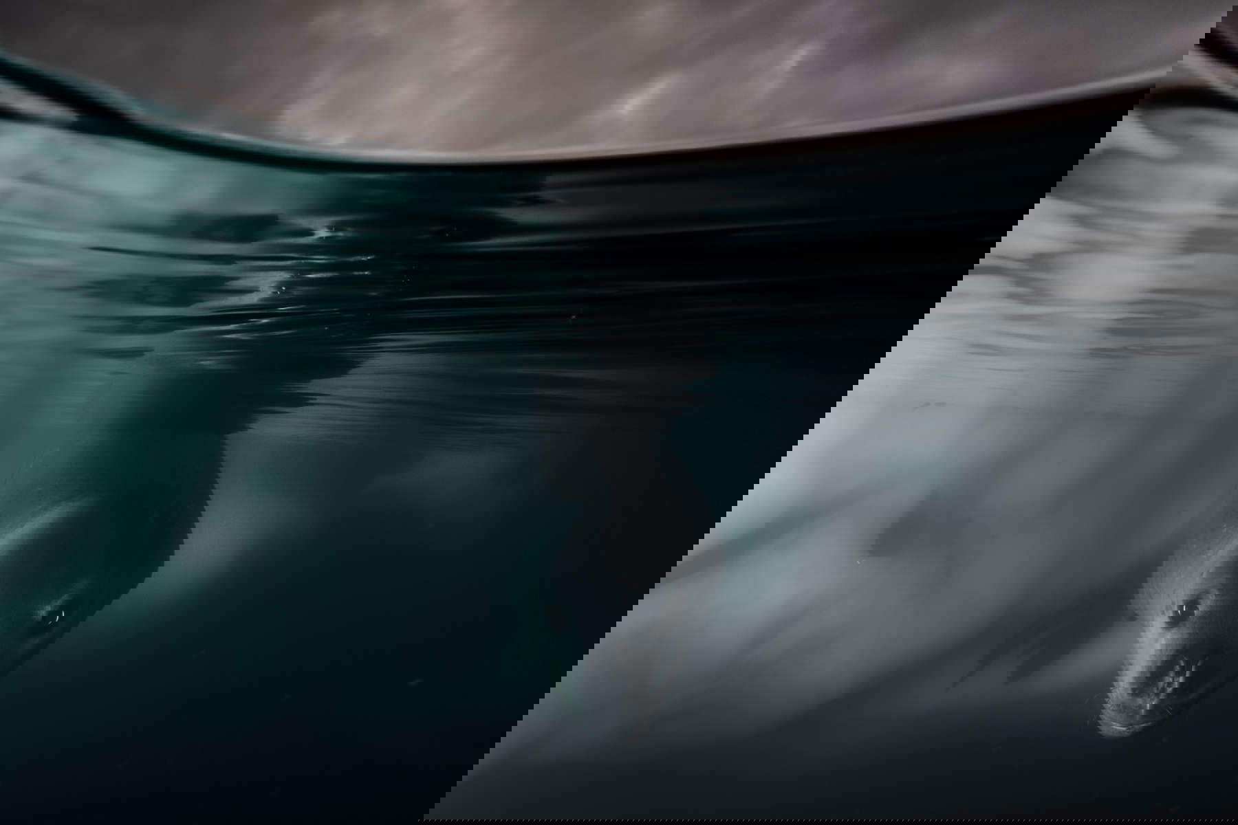 Matthew Smith (Regno Unito/Australia), Sotto la linea di galleggiamento, Vincitore categoria Subacquee / Wildlife Photographer of the Year