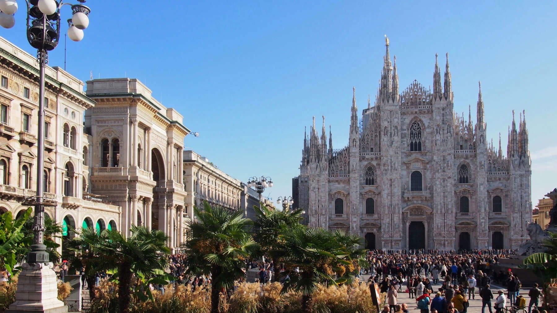 Milan, away with palm trees in Piazza del Duomo: they will be replaced with alpine plants