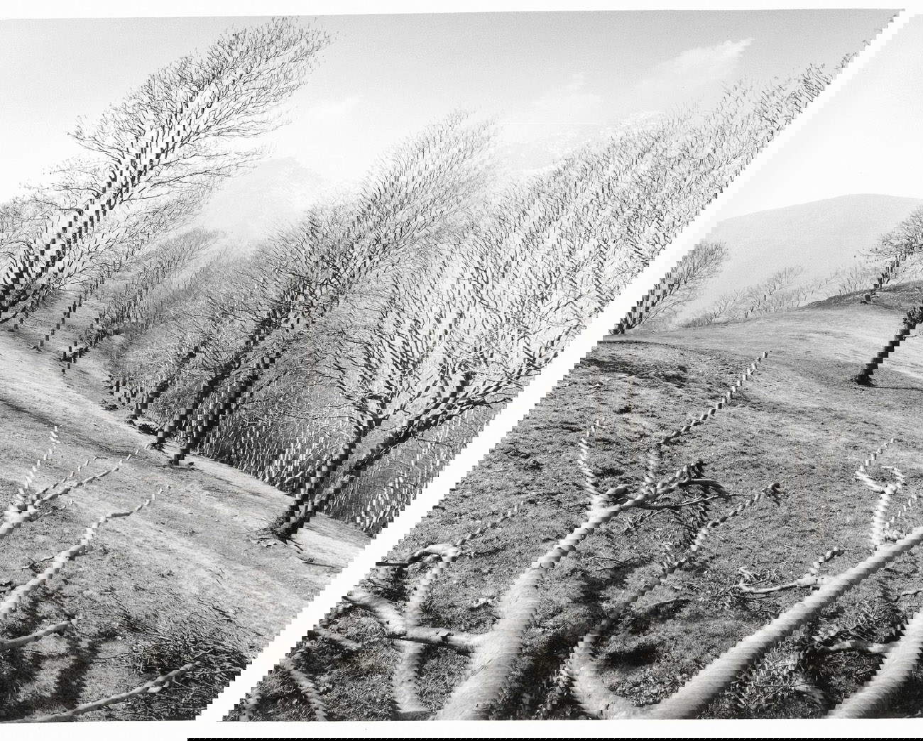 Mimmo Jodice, Oasi Zegna (2008; Stiftung Ermenegildo Zegna)