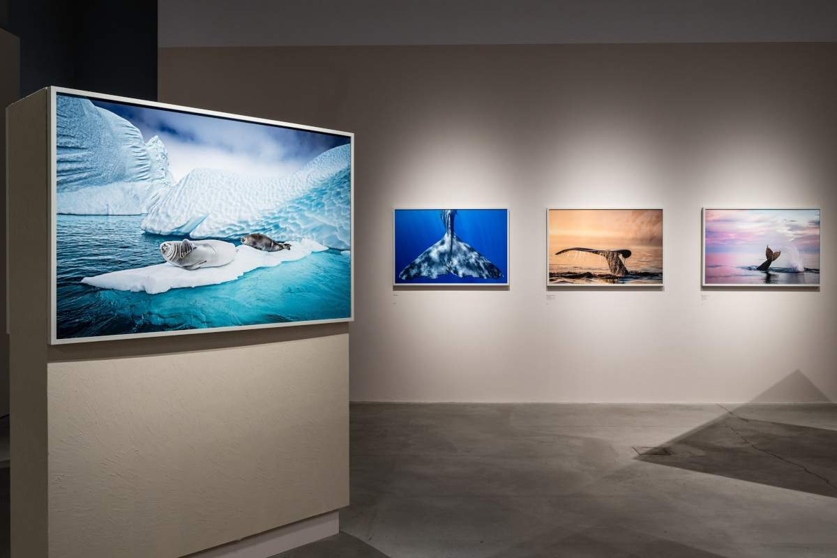 At the Gallerie d'Italia in Turin, the first retrospective in Europe dedicated to Cristina Mittermeier