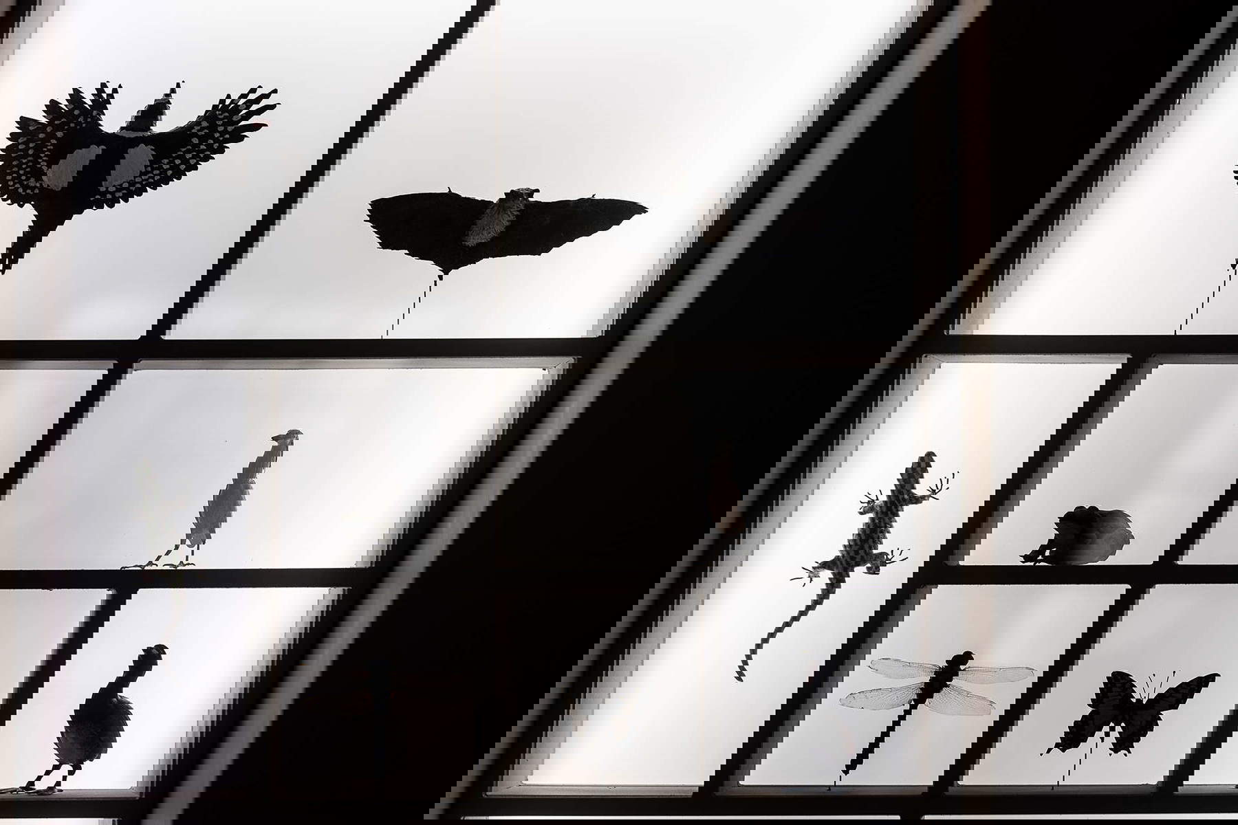 Allestimenti della mostra. Foto: Alberto Novelli Allestimenti della mostra. Foto: Alberto Novelli