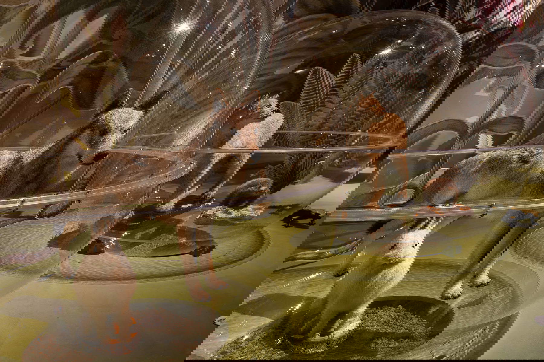 Allestimenti della mostra. Foto: Alberto Novelli Allestimenti della mostra. Foto: Alberto Novelli