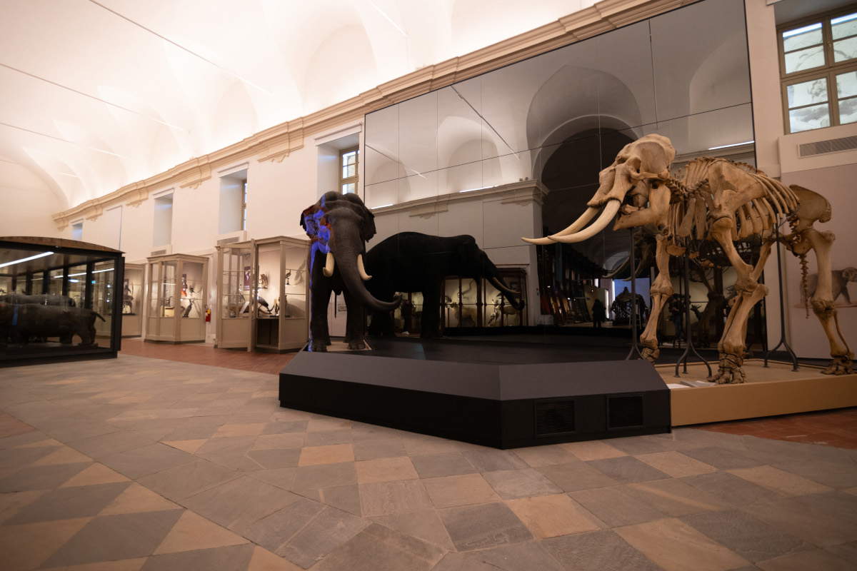 Dopo oltre dieci anni, riapre a Torino il Museo Regionale di Scienze Naturali 