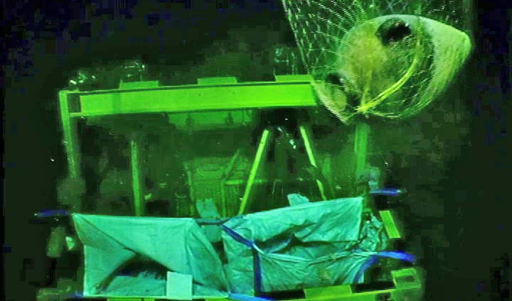 Canaanite ship discovered off the coast of Israel