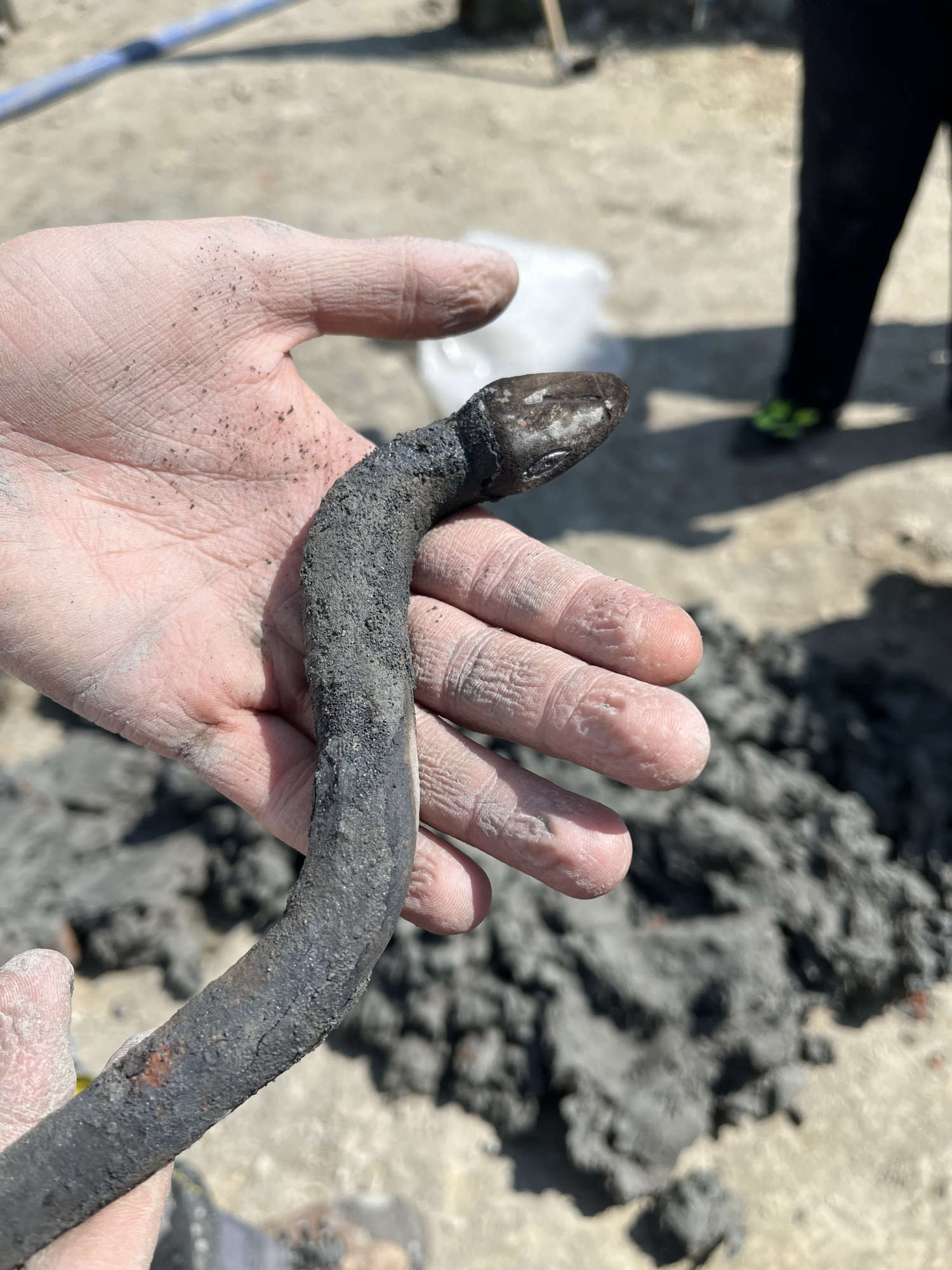 Serpent en bronze. Photo : Commune de San Casciano dei Bagni / Ludovico Salerno