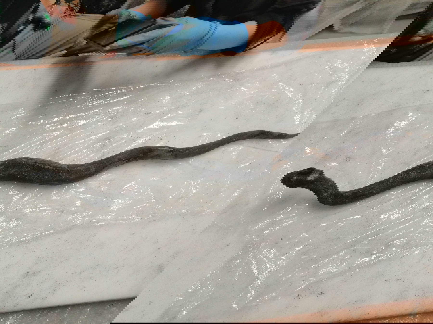 Serpent en bronze. Photo : Commune de San Casciano dei Bagni / Vera Bucci