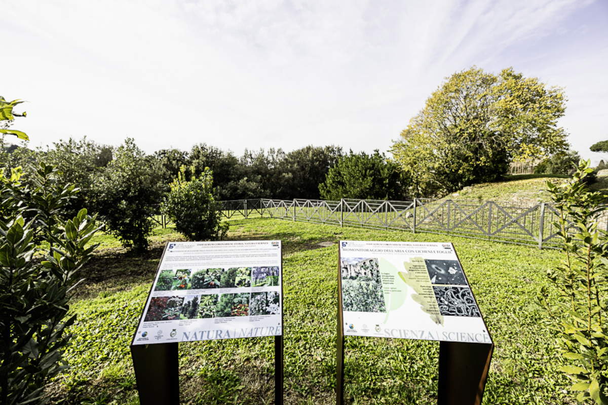 oasis Aurum coronarium