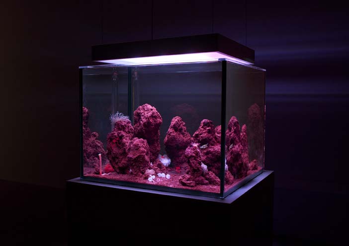 Pierre Huyghe, Zoodram 1 (2010) Pierre Huyghe, Zoodram 1 (2010)