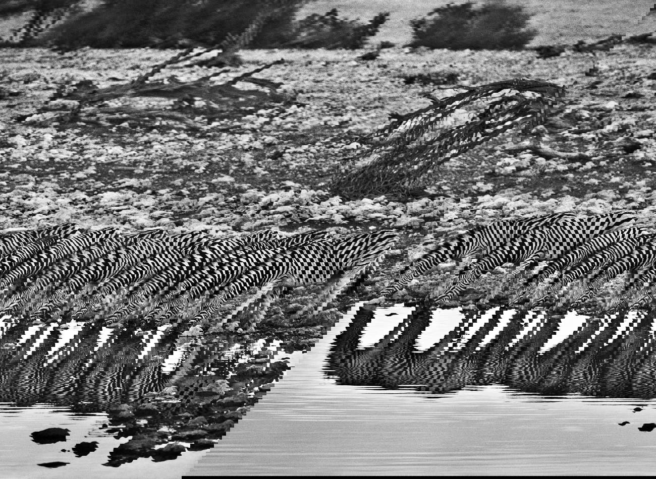Damaraland. Namibie, 2005 ©Sebastião Salgado