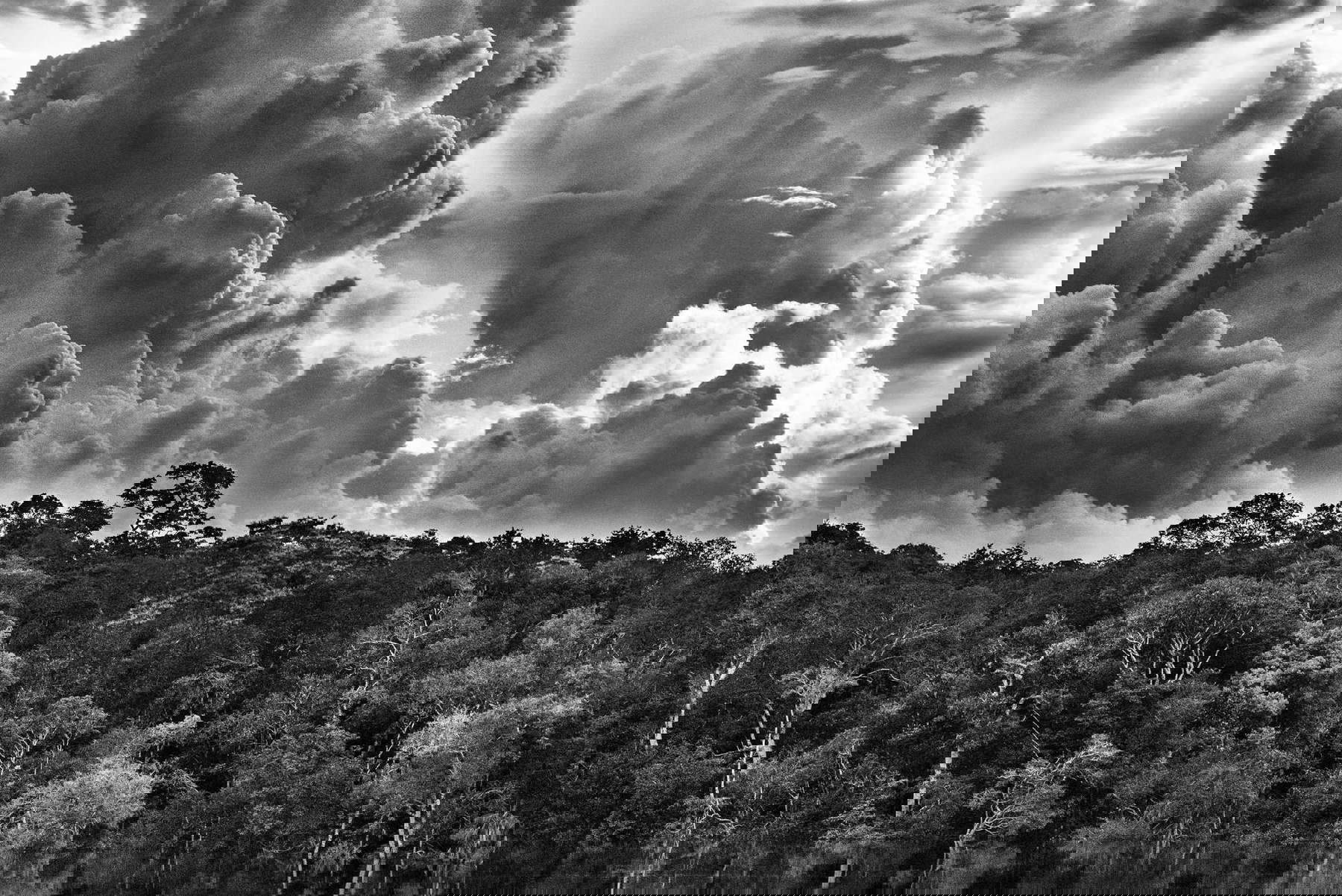 Sebastião Salgado, Arcipelago fluviale di Mariuá, Rio Negro, Stato di Amazonas, Brasile, 2019. Sebastião Salgado, Arcipelago fluviale di Mariuá, Rio Negro, Stato di Amazonas, Brasile, 2019.