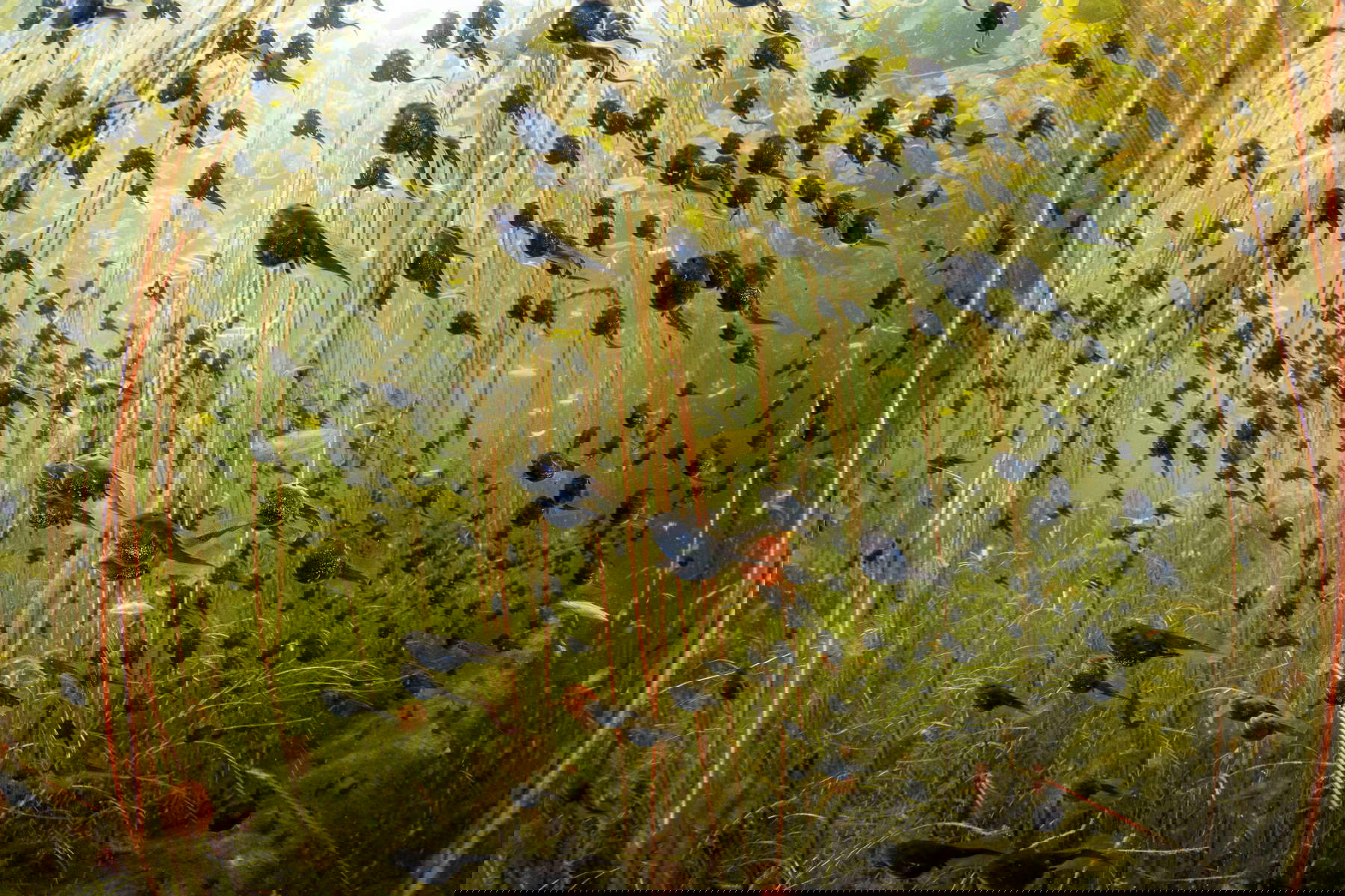 Shane Gross (Canada), Lo sciame della vita, Vincitore Wildlife Photographer of the Year 2024, Vincitore categoria Zone umide: la visione d&rsquo;insieme / Wildlife Photographer of the Year