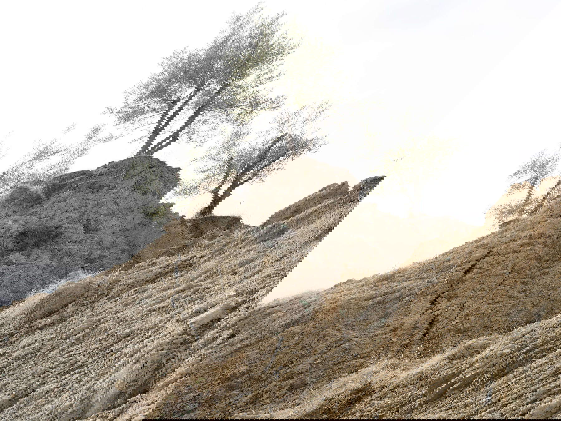 Silvia Camporesi, Erdrutsch in einem Olivenhain, Modigliana