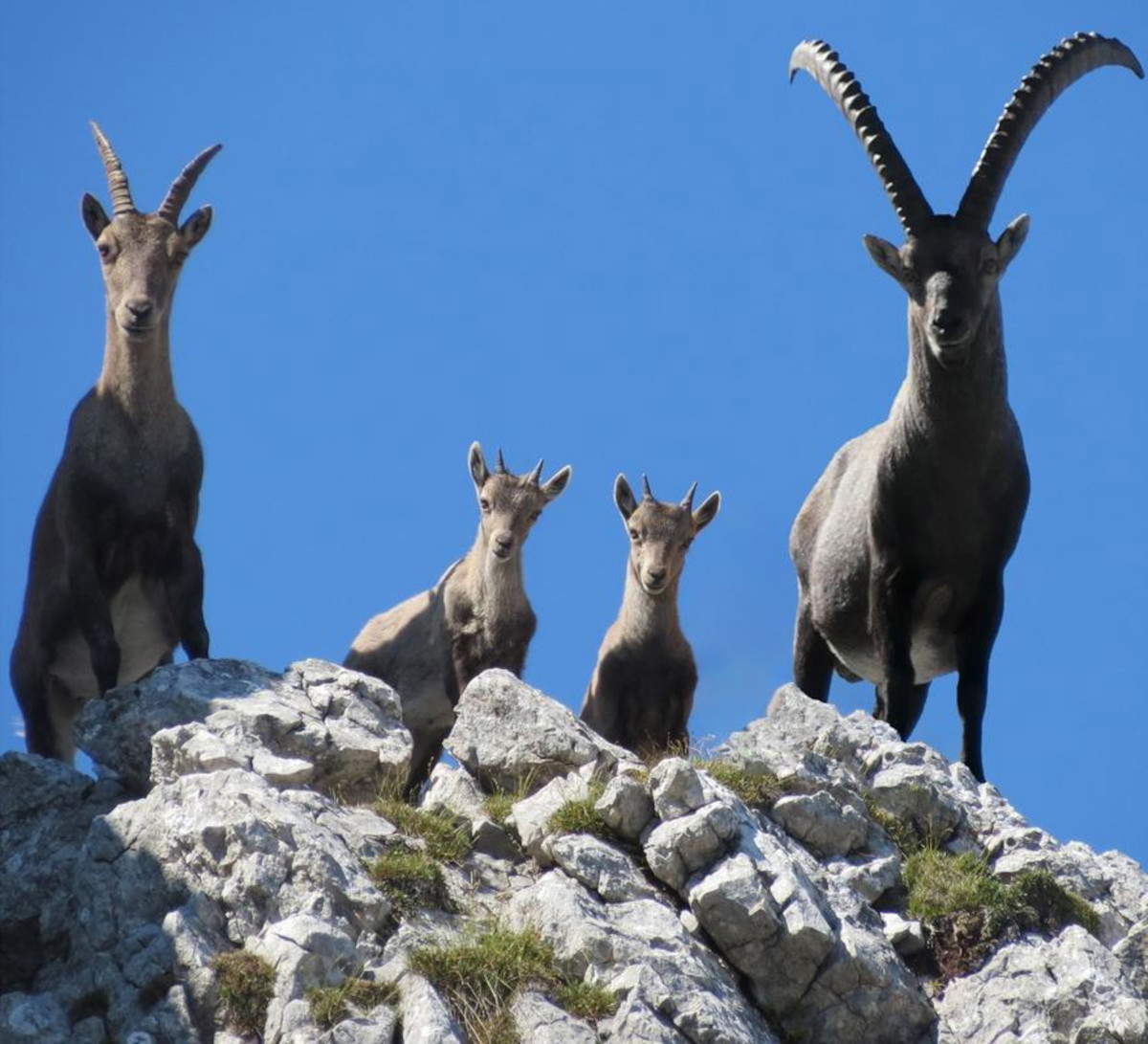 Una exposición en la región de Salzburgo celebra el centenario de la reintroducción de la cabra montés en Austria