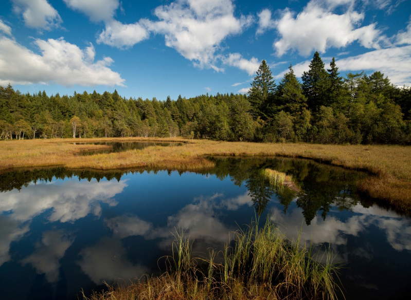 Torbiera del Lac del Vedes. Foto: Comunità della Valle di Cembra Torbiera del Lac del Vedes. Foto: Comunità della Valle di Cembra