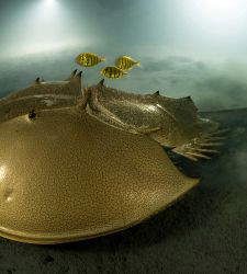 Il Forte di Bard ospita la 59eesima edizione di Wildlife Photographer of the Year