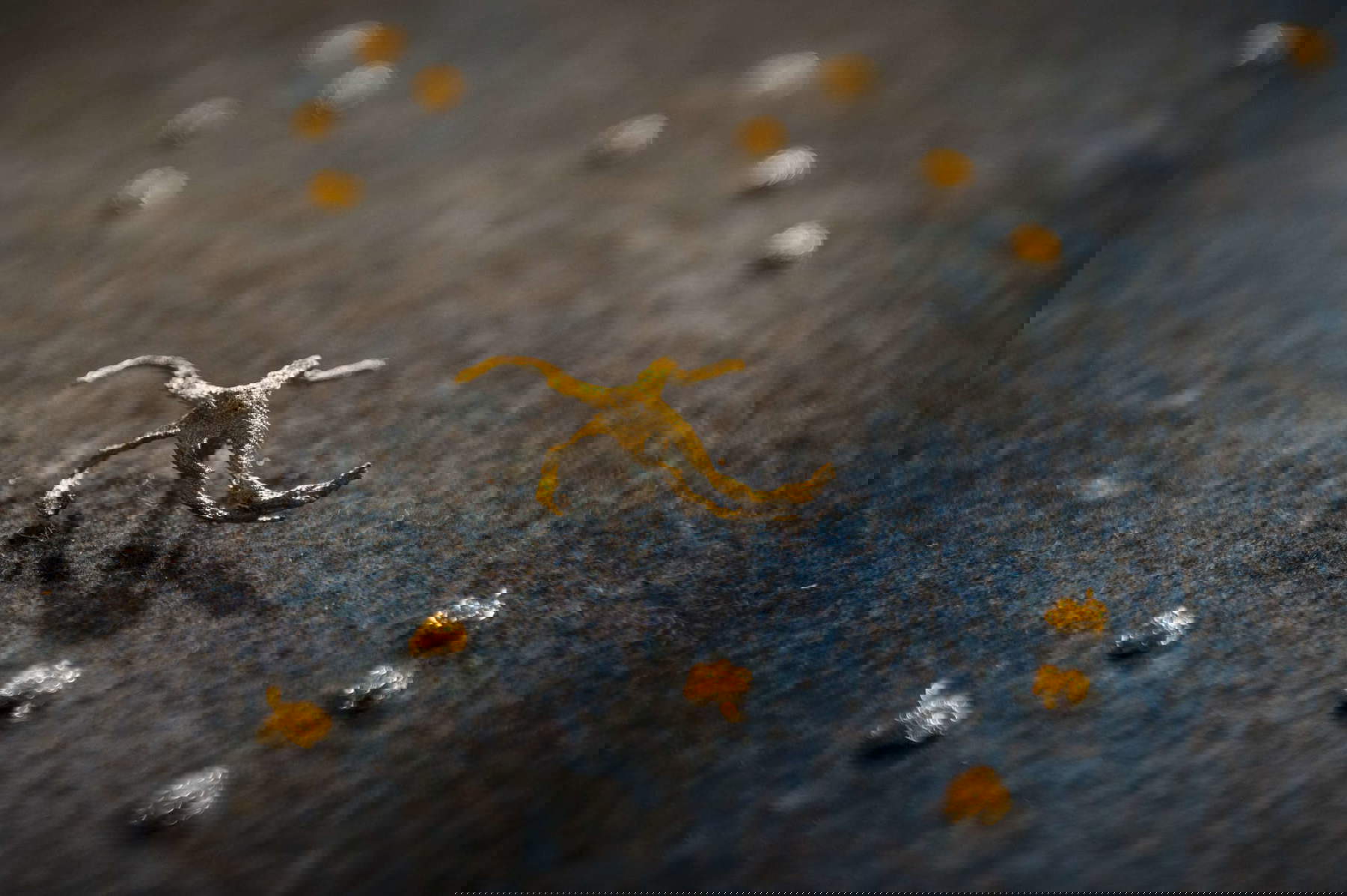 Concetta Modica, La notte di Sant'Anna, 2023, feutre de laine, impression monotype en creux, fil d'or 24 carats, fil de coton, moulages en bronze, 150 x 237 cm) Concetta Modica, La notte di Sant'Anna, 2023, feutre de laine, impression monotype en creux, fil d'or 24 carats, fil de coton, moulages en bronze, 150 x 237 cm)