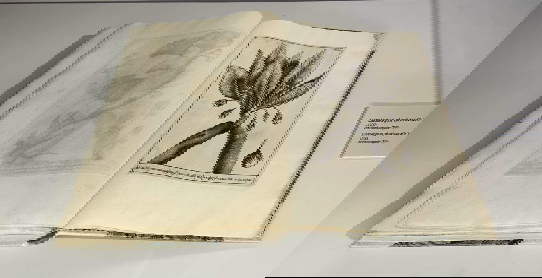 Pubblicazione sulla botanica di Michelangelo Tilli, 1723
