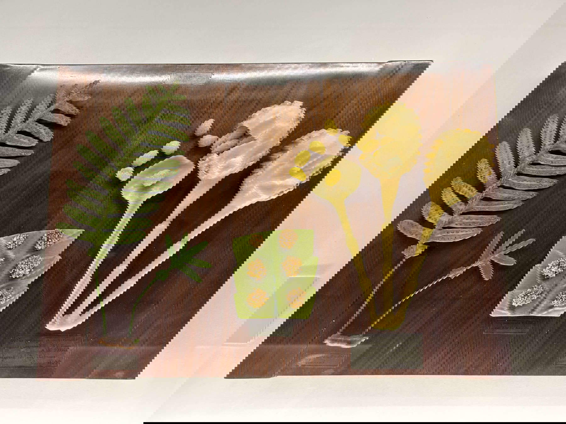 Un modello in cera della scuola di Calamai raffigurante la riproduzione della felce