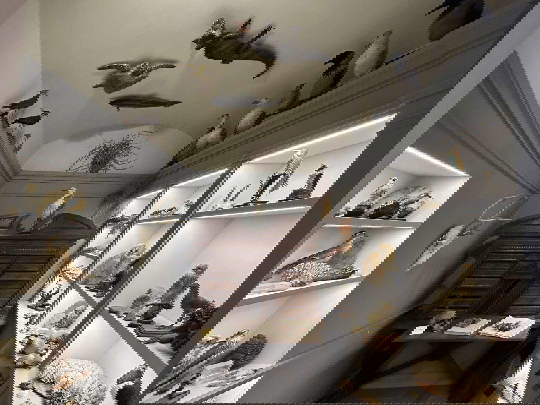 La ricostruzione della wunderkammer granducale