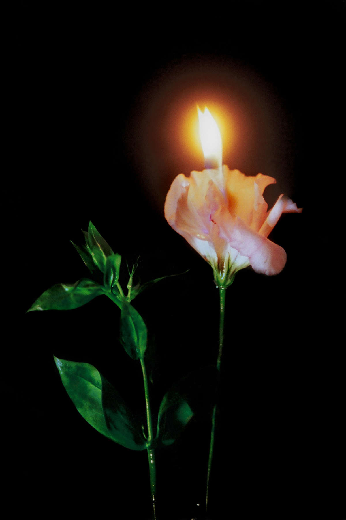 Mat Collishaw, Burning flowers (2002; duratrans, lampada, scatola luminosa in legno, 42,5 x 62,5 x 12,5 cm) Mat Collishaw, Burning flowers (2002; duratrans, lampada, scatola luminosa in legno, 42,5 x 62,5 x 12,5 cm)