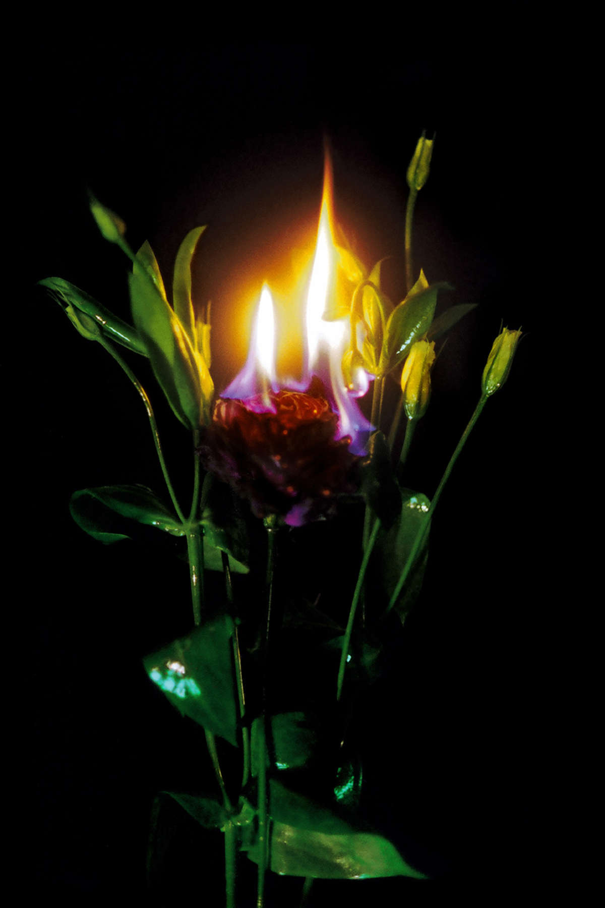 Mat Collishaw, Burning flowers (2002; duratrans, lampada, scatola luminosa in legno, 42,5 x 62,5 x 12,5 cm) Mat Collishaw, Burning flowers (2002; duratrans, lampada, scatola luminosa in legno, 42,5 x 62,5 x 12,5 cm)