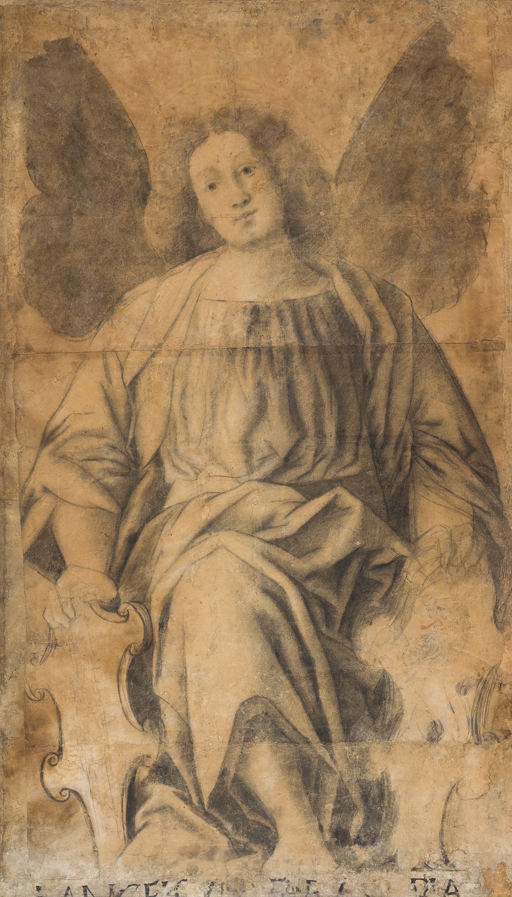 Gaudenzio Ferrari, Angelo reggistemma (vers 1540-1545 ; crayon noir, ombrage au fusain, élévations à la craie ; Turin, Pinacothèque Albertina, inv. 337)